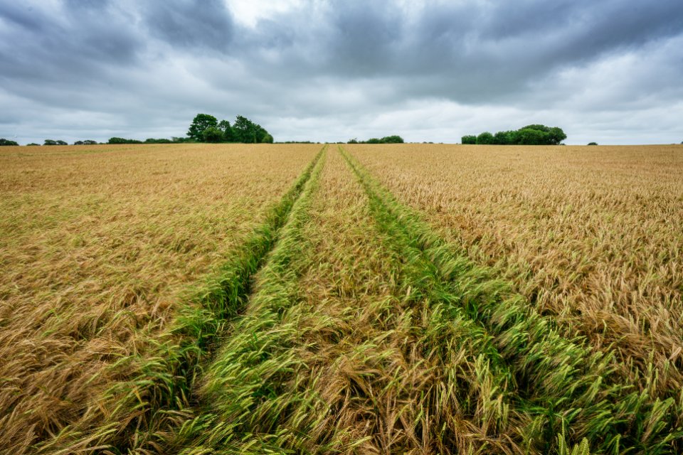 Tractor tracks running through a ripening wheat field