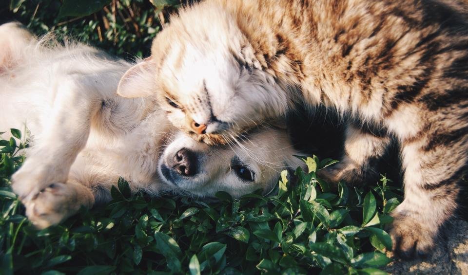 A puppy and a kitten lying together in the grass